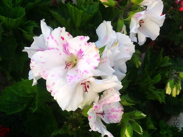 DSC_0011 (2) - ����.jpg