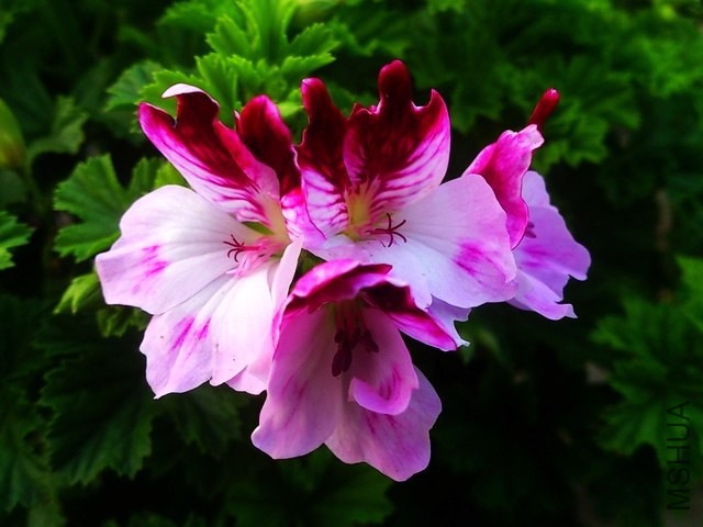 DSC_0012 (5) - ����.jpg