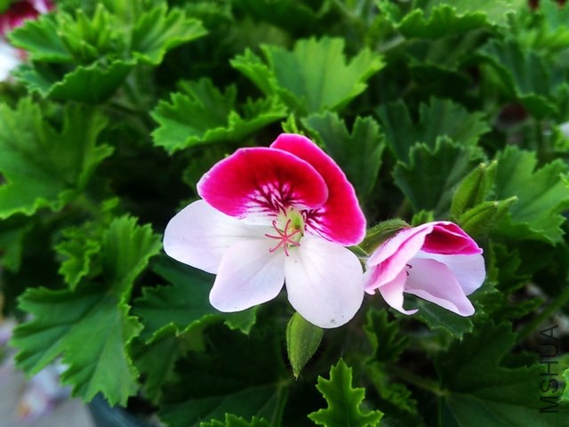 DSC_0013 (5) - ����.jpg