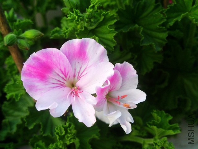 DSC_0014 (5) - ����.jpg