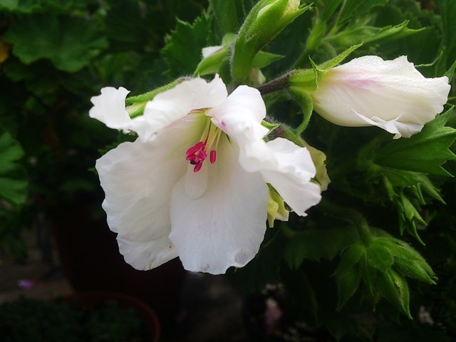 DSC_0015 (3) - ����.jpg