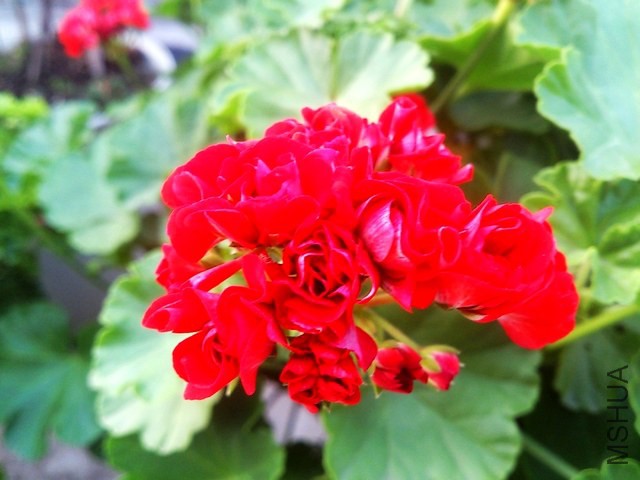 DSC_0015 (5) - ����.jpg