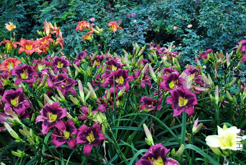 F1-500ħ��ˮ���� (1).jpg