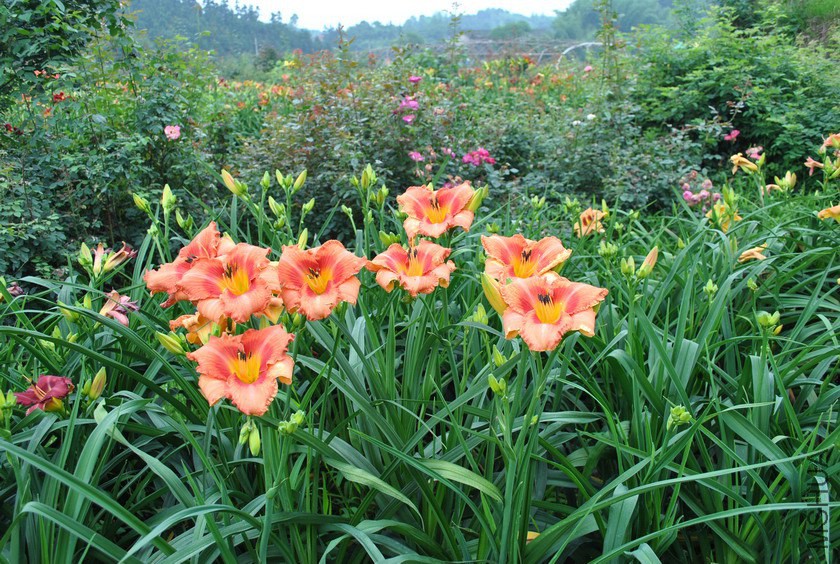 F1-504������Ů (1).jpg