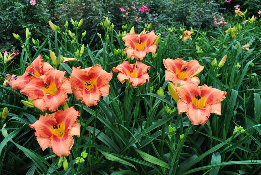 F1-504������Ů (3).jpg