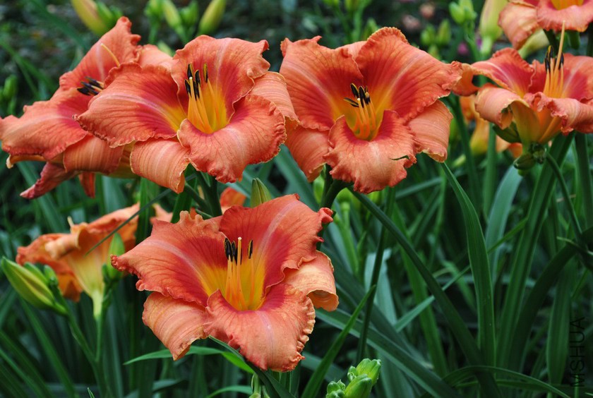 F1-504������Ů (5).jpg