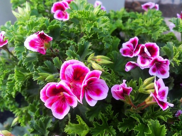 DSC_0016 (5) - ����.jpg