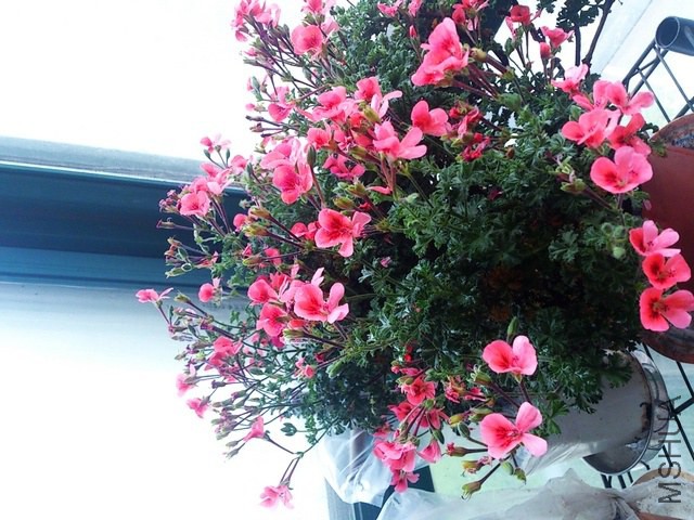 DSC_0058 (2) - ����.jpg