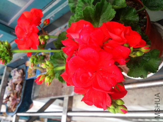 DSC_0085 - ����.jpg