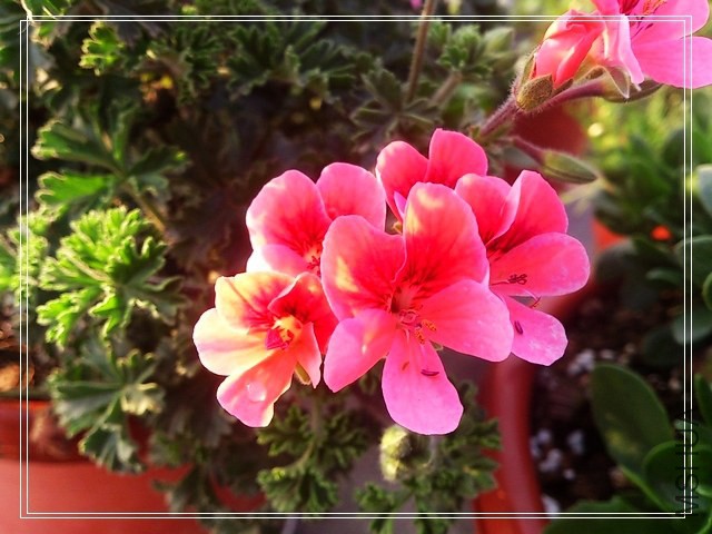 DSC_0065 - ����.jpg