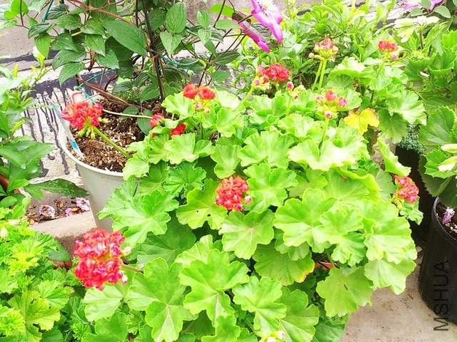 DSC_0080 (2) - ����.jpg