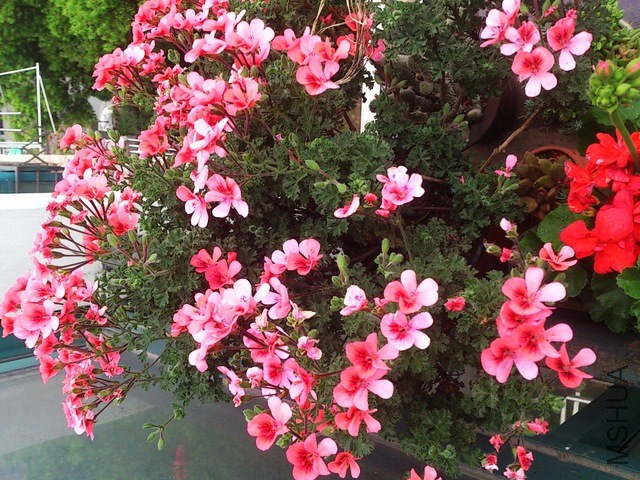 DSC_0084 - ����.jpg