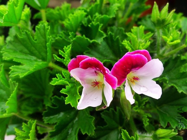 DSC_0110 - ����.jpg