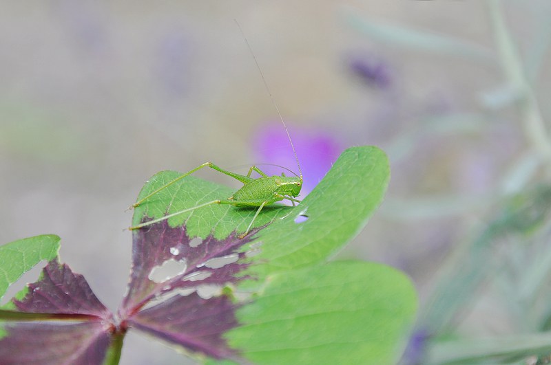 DSC_0002.jpg