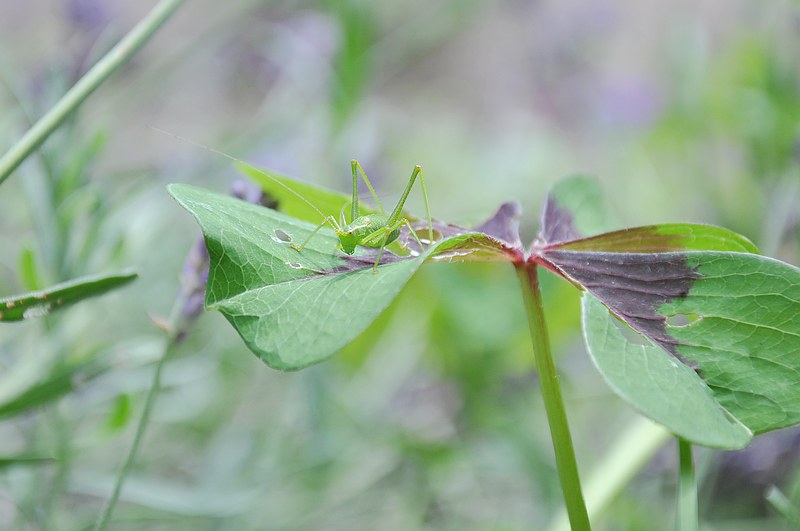 DSC_0044.jpg
