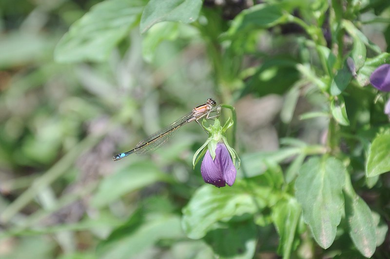 DSC_0029.jpg