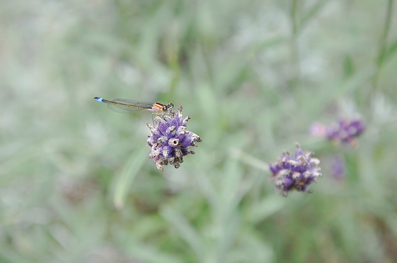 DSC_0057.jpg