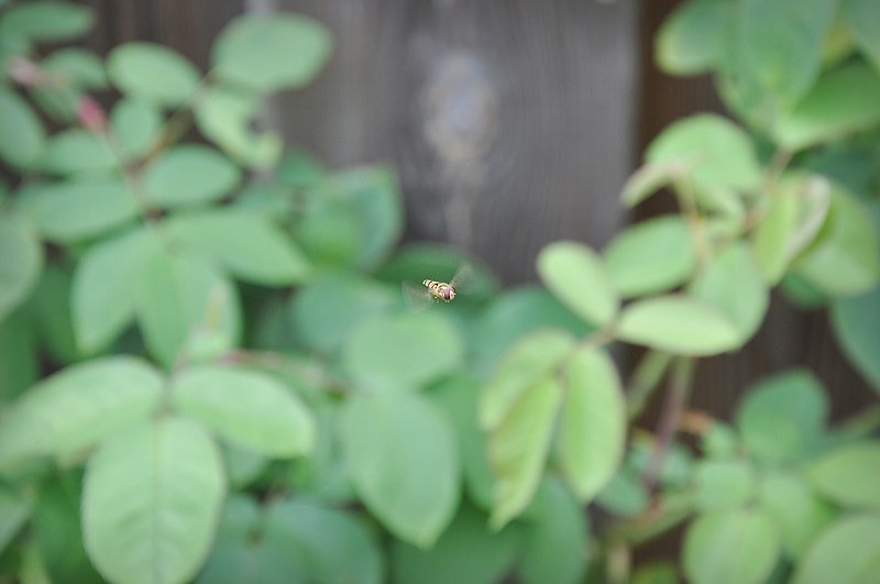 DSC_0070.jpg
