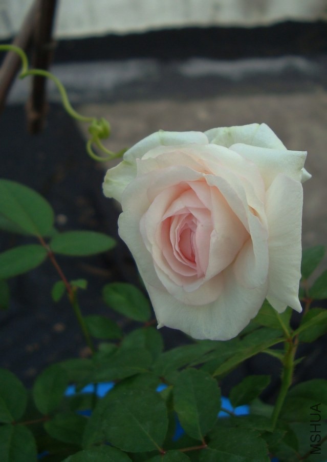 DSC04688.JPG