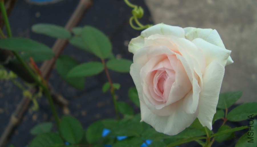 DSC04687.JPG