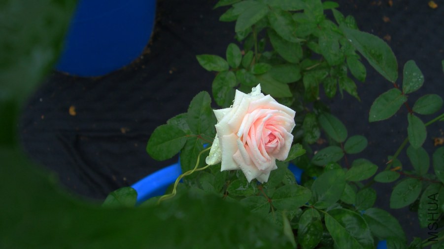 DSC04693.JPG