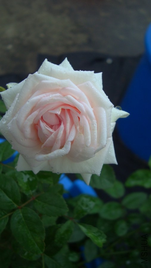DSC04691.JPG