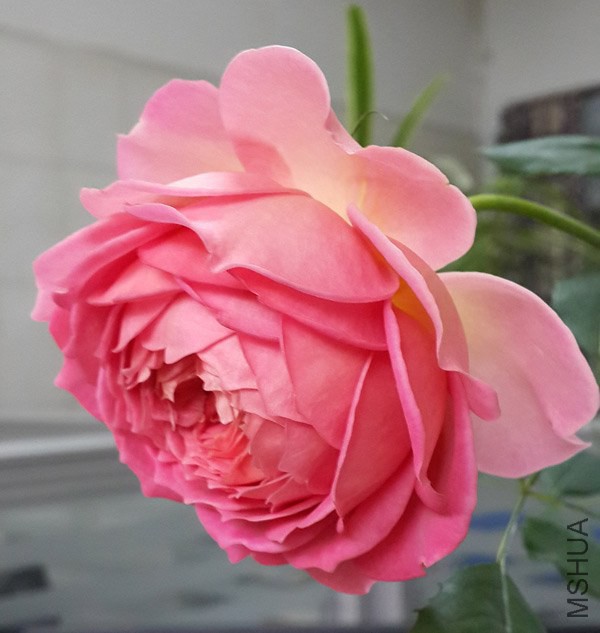 20140319_080606.jpg