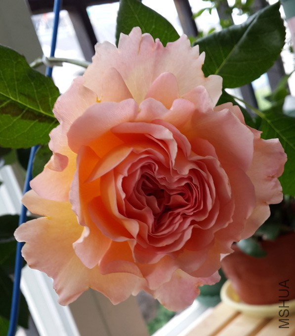 20140418_071917.jpg