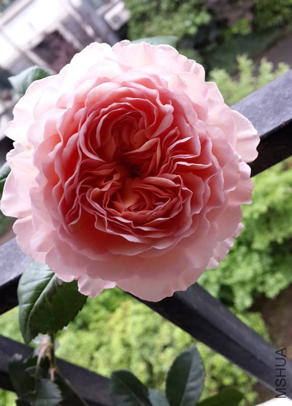 20140419_084914.jpg