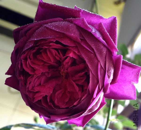 20140423_074600.jpg