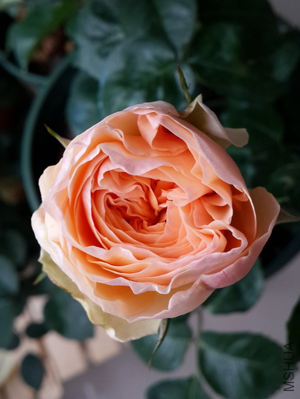 20140419_085134.jpg