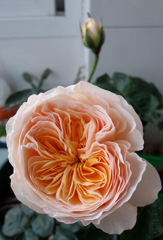 20140423_174806.jpg