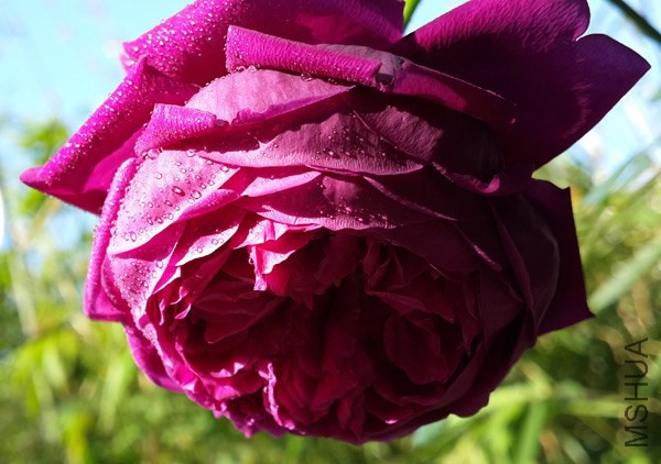 20140423_074956.jpg