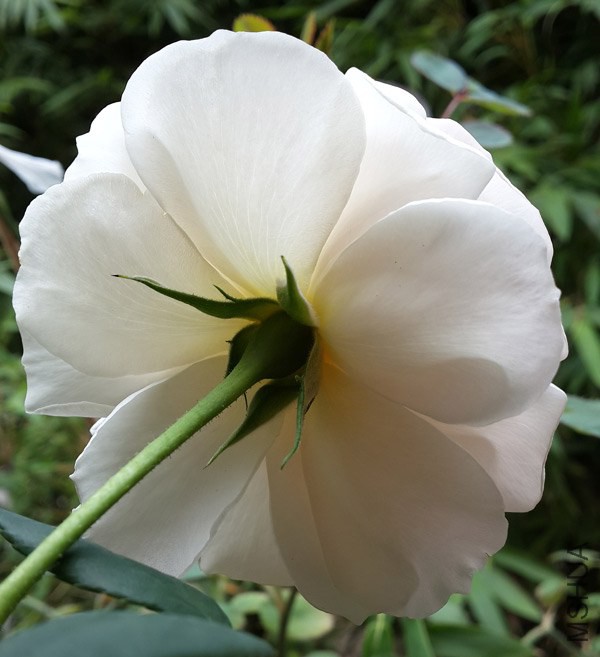 20140428_145204.jpg