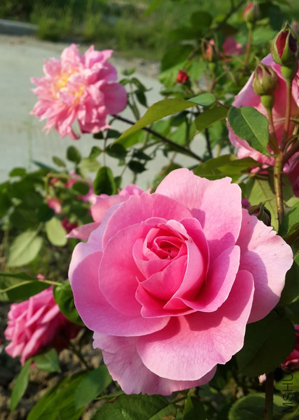 20140501_165232.jpg