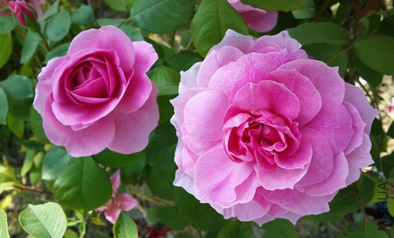 20140502_083247.jpg