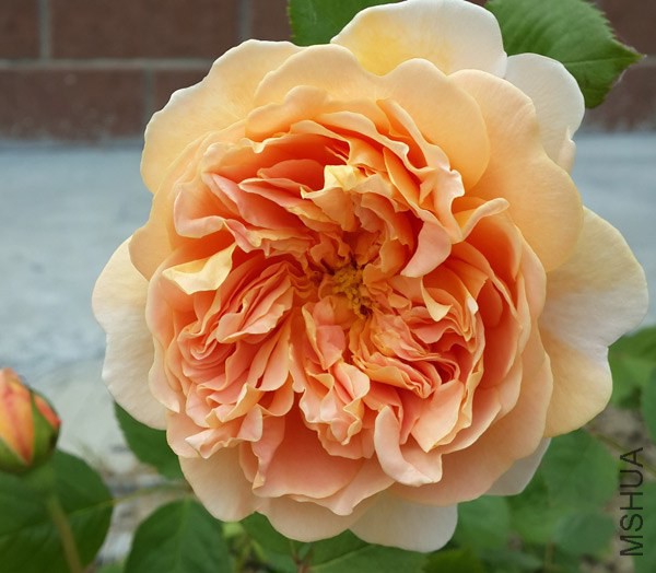20140503_102451.jpg