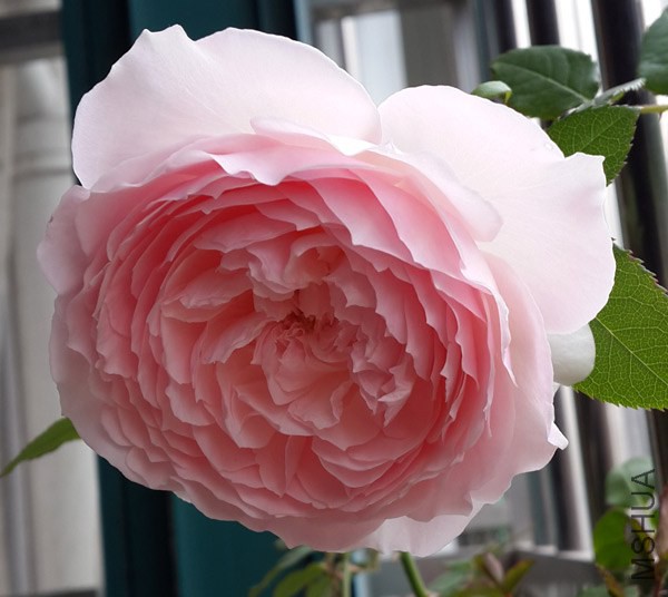 20140503_165950.jpg