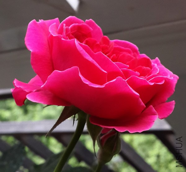 20140513_180749.jpg