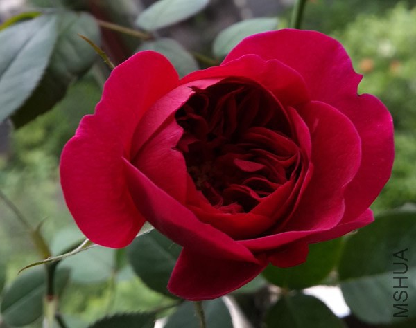 20140527_175528.jpg