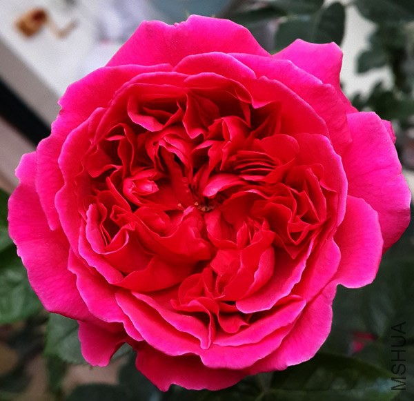 20140513_180832.jpg