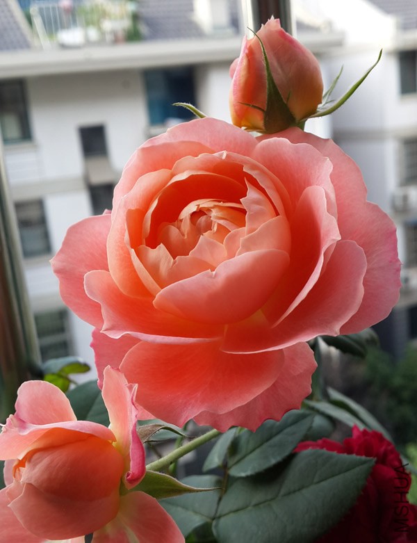 20140528_071035.jpg