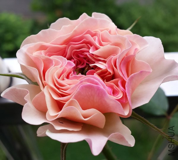 20140610_071740.jpg