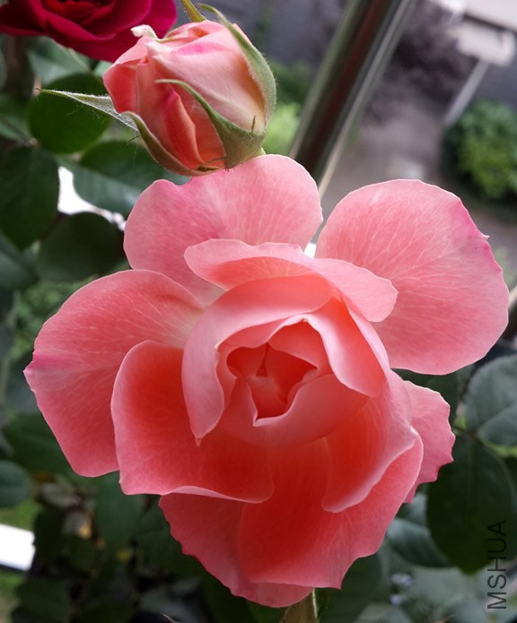 20140527_175617.jpg