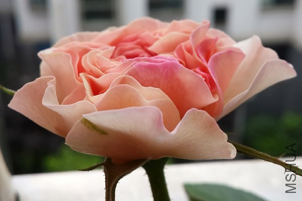 20140610_071919.jpg