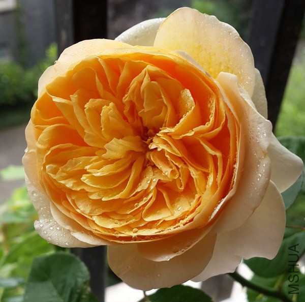 20140614_105016.jpg