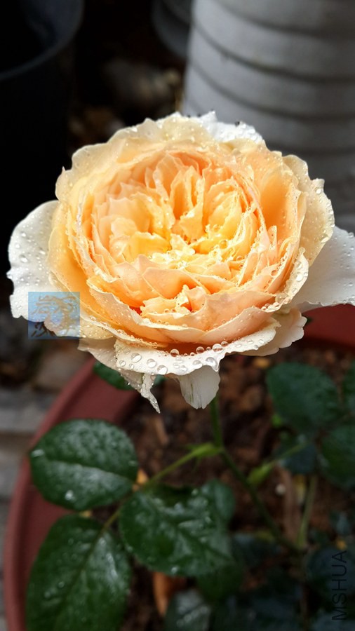 20140527_084039.jpg