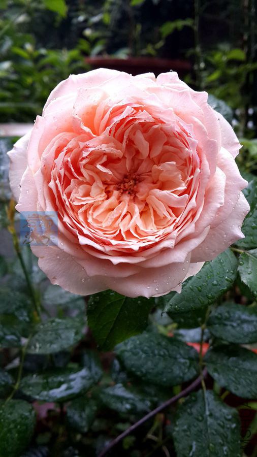 20140715_071428.jpg