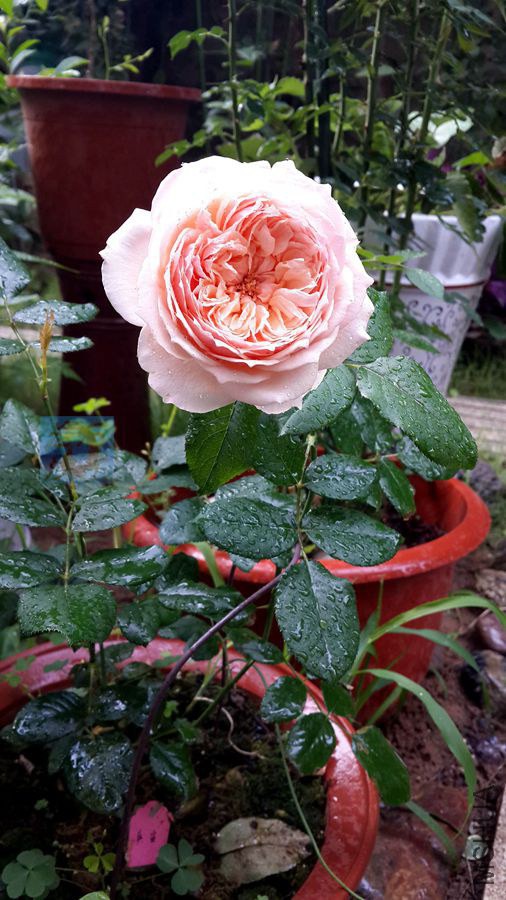 20140715_071412.jpg