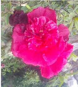 QQ��ͼ20140715104123.jpg